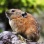 【山登り】 やけに可愛い動物みつけたんだが 【何コレ】