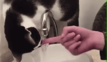 病んでるから癒やされるgif動画くれ