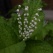 庭の花 「5月の続き」
