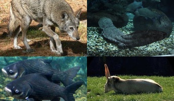 絶滅寸前の動物挙げてく