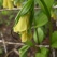 庭の花 「5月」