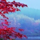 白駒池壁紙