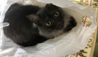 我が家の猫が1歳半になった!死にかけてたとは思えないほど元気に成長中