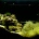 �Ȥ���ޥ��������μ���ʥĥ��ۥ���,Speckled blue grouper��