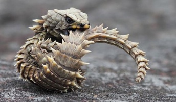このトカゲ美しすぎんだろ・・・ドラゴンみたいでかっこいいトカゲ画像まとめ