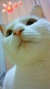 BlogPaint