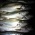 Seabass 30