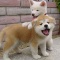 一 番 か わ い い 犬 は 柴 犬