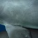 イルカがいっぱい御蔵島
