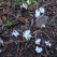 庭の花 「シモバシラ」