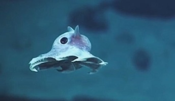 深海6,000メートルで100種類以上の未知の深海生物が発見される!