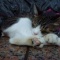 ライオン像で眠る猫