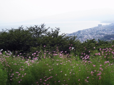 吾妻山コスモス(2)
