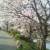 桜咲いた