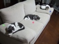 �ӥߥ硼�ʷ�֤ǿ��Ƥ��ޤ�zzZZ