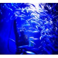 水族館にてイワシに餌をあげるダイバー