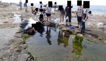 江ノ島で生き物採集行ってきたよ!ウミウシとか色々捕れたから紹介していきたい(画像あり)