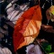Autumn leaves　枯葉