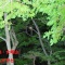 闇の山中から光るものが・・・2010.7.20