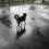 ***��dogrun�ˤơ�***