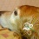 ��쿷ǯ �̥����������