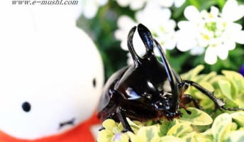 昆虫採集に行くから適当に世界のカブトムシ紹介するで