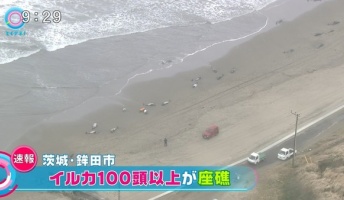 茨城県鉾田市海岸でイルカが150頭以上が座礁!ネットで「地震の予兆?」と懸念の声