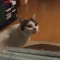 新年 おちび。