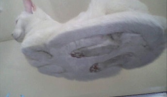 猫を下から見た結果wwwwwww(画像あり)