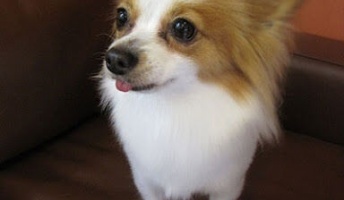 犬が大好きな俺が勝手に選ぶ犬種10選