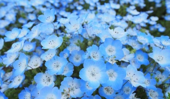 また春の風景写真を貼ってくよ!(上質風景画像)