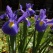 庭の花 「5月続き」