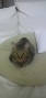 BlogPaint