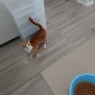 りょこ、キャットシッターをする