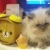 ねこさんの通院