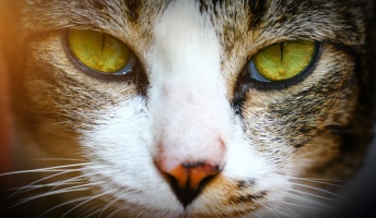 昔、オカンが猫に祟られた話聞くか?