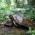 リュウキュウヤマガメ　Geoemyda japonica
