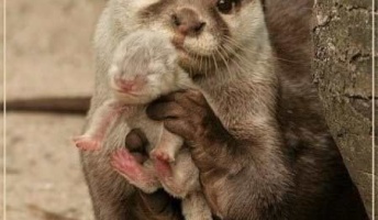 動物の親子画像を貼って自分が癒されるだけのスレ