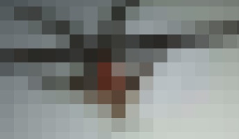 【閲覧注意】とても奇妙な虫がいたんだけどこれなんて虫?