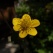 庭の花 「5月」