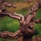 【バロッサ古木憲章】~高い樹齢のブドウとワイン in オーストラリア~;The Barossa Old Vine Charter