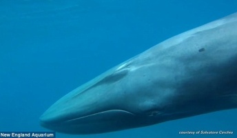 最も観測が難しい『ツノシマクジラ』 世界初の撮影に成功!