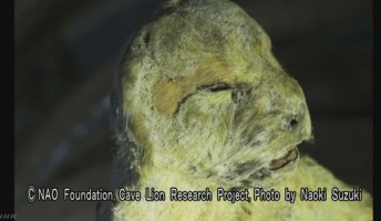絶滅した謎の肉食獣「ホラアナライオン」 ロシアの永久凍土から見つかる