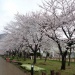 富士・河口湖桜まつり