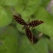 庭の花 「5月続き」
