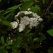 庭の花 「5月」