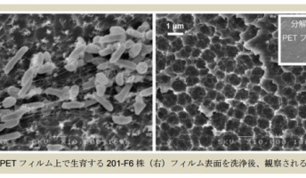 ペットボトルを分解して栄養源とする細菌を発見 PET製品のバイオリサイクルに繋がる成果