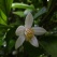庭の花 「5月の続き」
