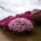 公園のツツジ