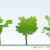 CADデータ＞添景樹木＞DWG,EPS,JPG